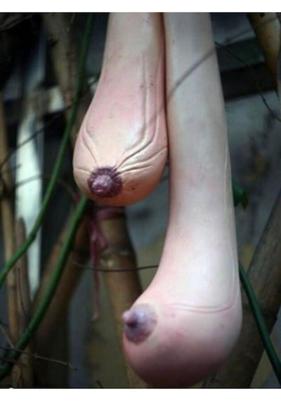 5 Adet Tohum Organik Vietnam Kadın Göğüs Süs Su Kabak Tohumu Saksı Toprak Hediye..
