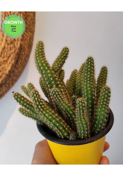 Chamaecereus Silvestrii Kaktüs 1 Adet