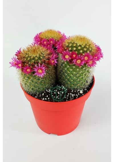 Mammillaria Spinosissima Taç Pembe Çiçekli Kaktüs 3 Adet Büyük Bo