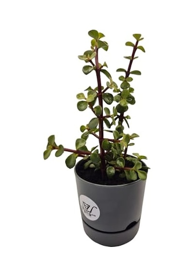 Para Çiçeği Crassula Ovata Canlı Bitki, Saksılı, 10cm Çap, 25cm Yükseklik, Karışık Renkli Saksı, Hediye Kutu Diğer