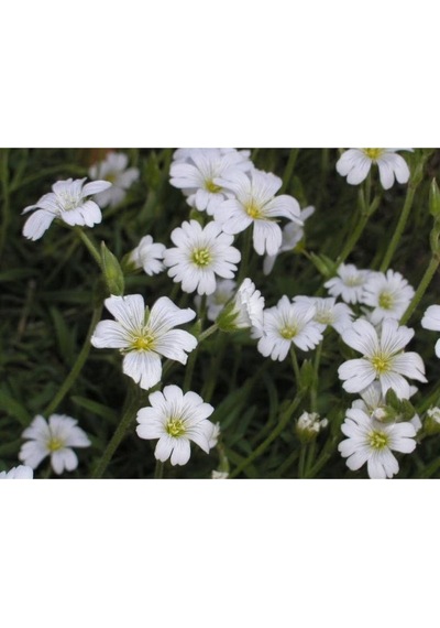 20 Adet Snow In Summer Chickweed Tohumu