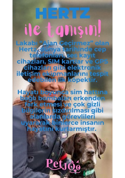 Petjoo 26.Hertz Pembe-Mavi Qr'lı Köpek Künyesi