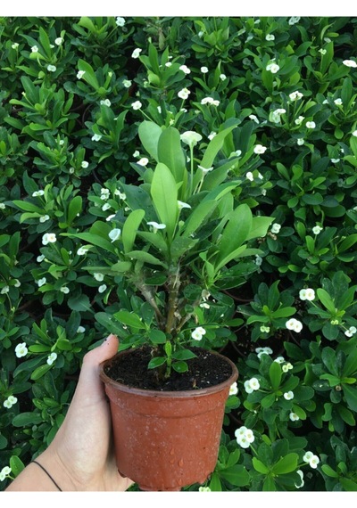 Çok Avantajlı Beyaz Renk Dikenler Tacı Çiçekli Ithal Hollanda Milli Saksılı Kaktüs White Euphorbia