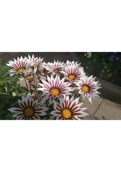 Videolu 10'lu Beyazlı Pembeli Gazanya Çiçeği Fidanı 15-25 Cm Tüplü Çiçekli Bodur Bitkiler Gazania