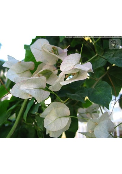 Serada Decor Plant Begonvil Sarmaşığı Beyaz Bougainvillea Alexandra