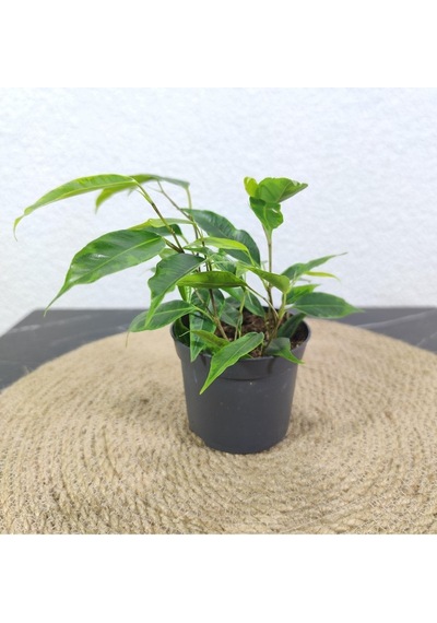 Benjamin 50-60 Cm