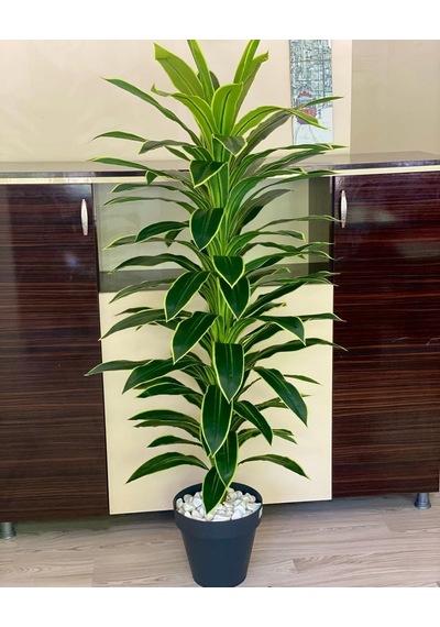 Rüzgar Yapay Çiçekçilik 170 Cm Boyunda Dracaena Ağacı Yeşil
