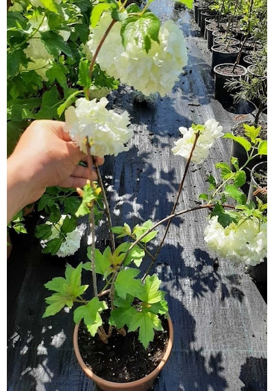 Videolu Kartopu Çiçeği Fidanı 1 Adet 35-65cm Saksılı\tüplü Viburnum Flower Sapling