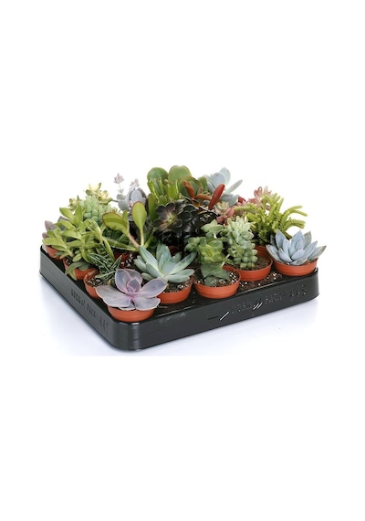 Sukulent Mix - Karışık Sukulent Seti 40 Adet