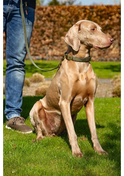 Beeztees Dbl Köpek Tasması, Kadife, Nefti, 48-70cm, 25mm Çok Renkli