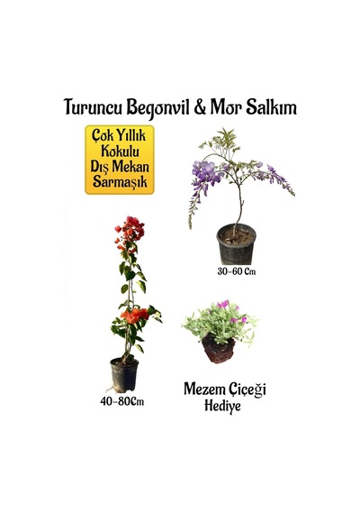 Turuncu Begonvil Çiçeği+mor Salkım Ağacı Fidanı Mezem Çiçeği Hediyeli Bahçe Peyzaj Seti