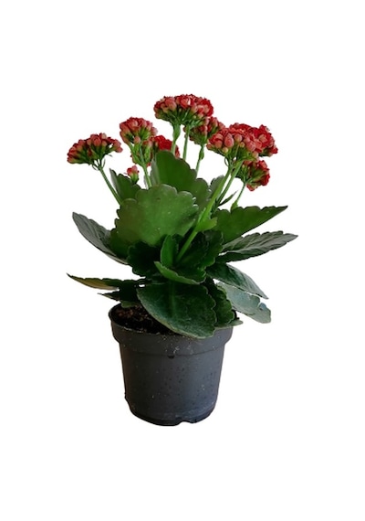 Kalanchoe - Kalanşo Çiçeği Kırmızı Çiçekli