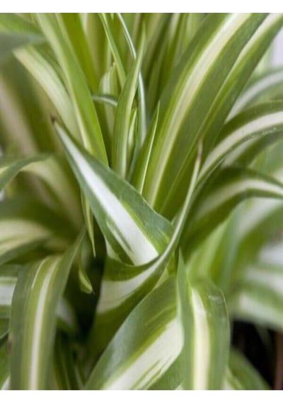 Çok Avantajlı Kurdele Çiçeği Büyük Bol Köklü Iç Mekan Bitkisi Chlorophytum Comosum 30-50cm