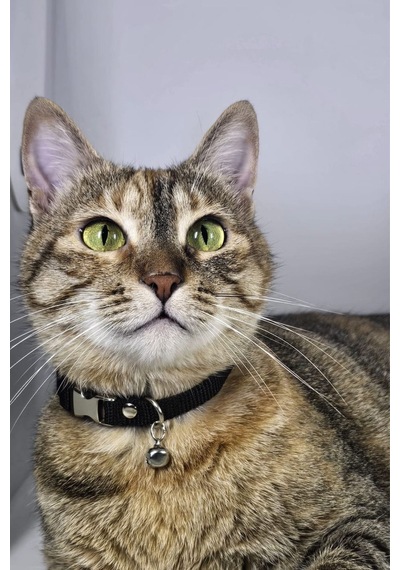 Ayarlanabilir - Sesli Zilli- Siyah Kedi Tasması 12 Farklı Renk Seçeneği -kedi Boyun Tasması