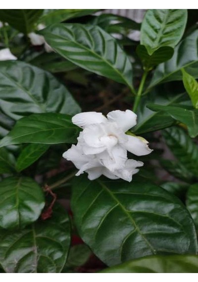 Kokulu Gardenya Çiçeği Fidanı 20-30 Cm Saksılı Çiçekli Bodur Bitkiler Gardenia