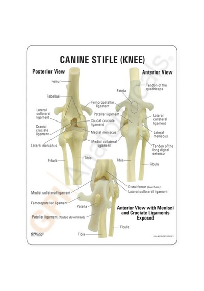 Köpek Diz Eklemi Modeli - Köpek Diz Maketi 01