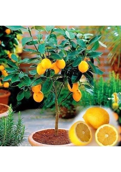 65 Cm Bodur Yediveren Limon Ağacı Fidanı,