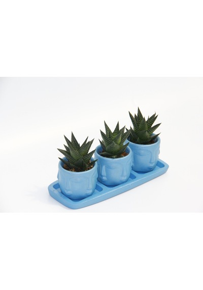 Trio Mavi Adler Sukulent Seti - Haworthia Limifolia