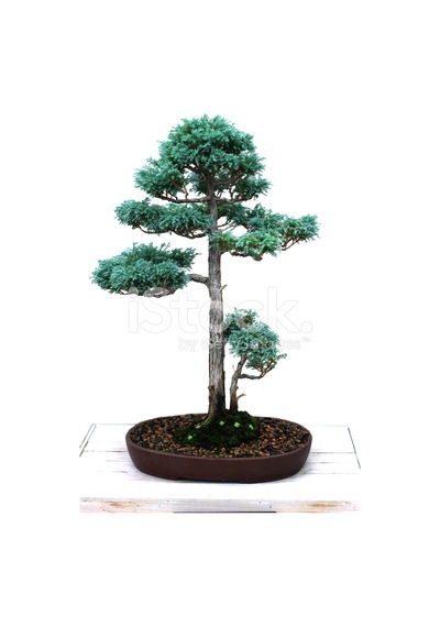Mavi Selvi Bonzai Ağacı Tohumu 5 Tohum + Bonsai Tohumu