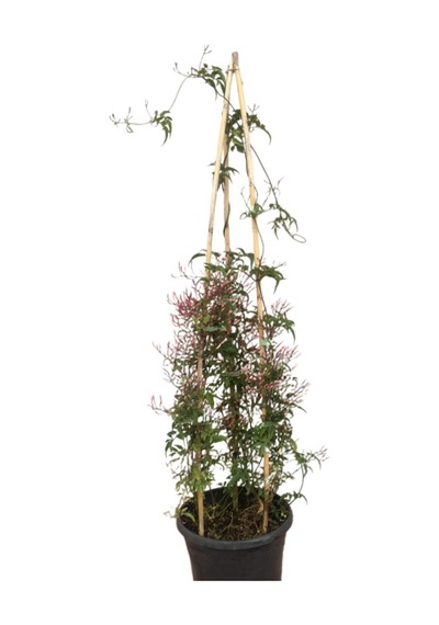 Jasminum Sambac - Arap Yasemini İki Köklü