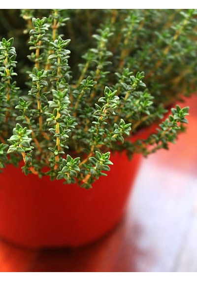 Videolu Mutfakta Bitki Seti 3 Adet Saksıda Kekik-biberiye-adaçayı 20-40 Cm Oregano- Rosmary-sage