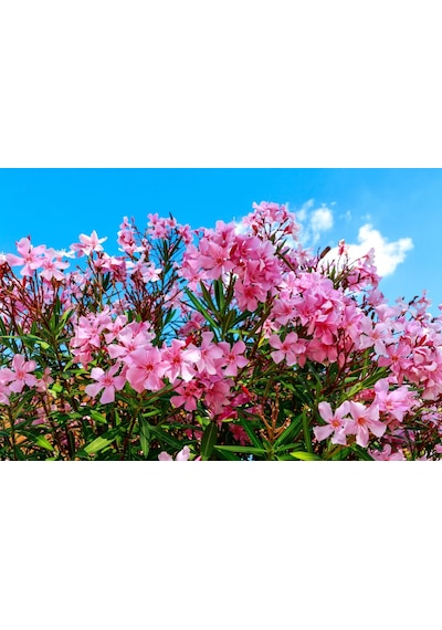 Zakkum - Nerium Oleander 3 Adet