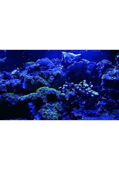 Kanki Pet 85 Cm Akvaryum Arka Fon Yapıştırma 85x50 Cm Kp8550025