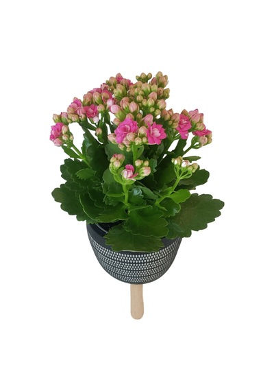 Pembe Kalanşo Siyah Damla Saksıda  Kalanchoe