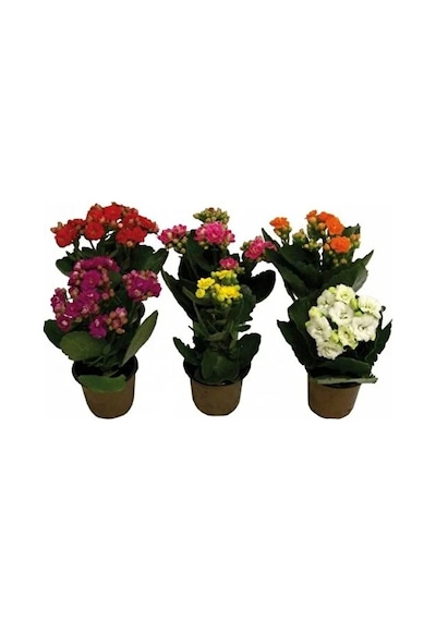 Kalanşo Çiçeği Fidanı Kalanchoe Kalandiva 5 Adet 10-20 Cm