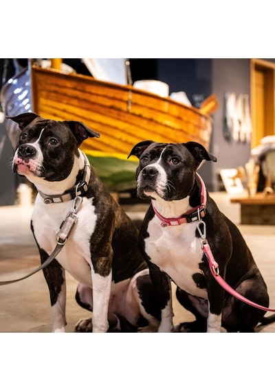 Max & Molly Urban Pets Matrix 2.0 Akıllı Künyeli Köpek Boyun Tasması Güvenli Ve Konforlu Tasma Rose, S Çok Renkli