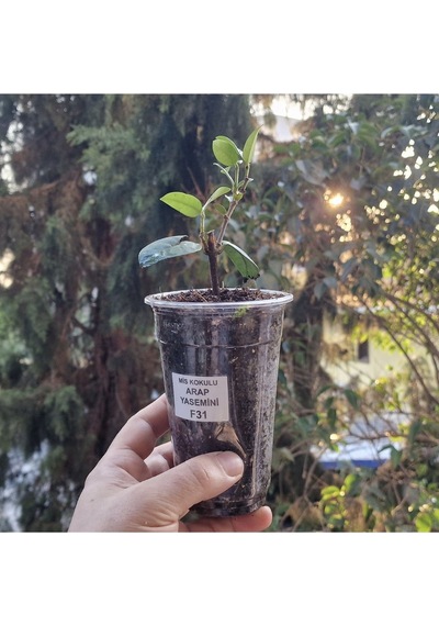 Mis Kokulu Sarmaşık Arap Yasemin Full Çiçeği Mini Fidan, Beyaz Çiçekli Bitki, Jasminum Sambac