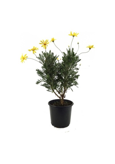 Sarı Çalı Papatyası Sarı Papatya 2040cm 1 Adet Saksılı Shasta Daisy