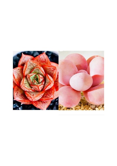 10 Adet Echeveria Purpusorum Succulent Tohumu