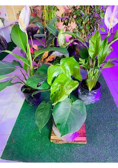 Monstera Devetabanı Yeni Sürgünlü Sağlıklı
