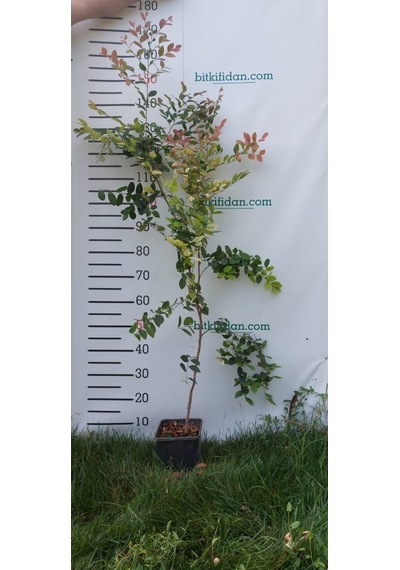 3 Yaş Loropetalum Fidanı