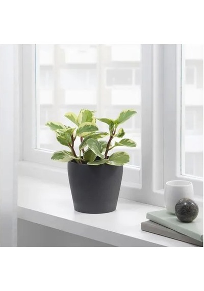 Sumuhome Persıllade Toprak Saksı Koyu Gri 12 Cm