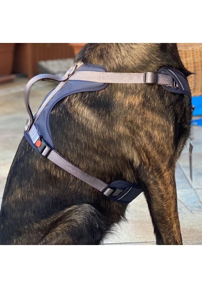 Cool Walk Premium Köpek Göğüs Tasması S Çok Renkli
