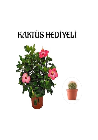 Kadınlar Gününe Özel Pembe Renk Japon Gülü Çiçeği Kaktüs Hediyeli