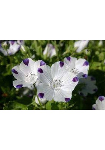 10 Adet Natural Flower Baby Eyes Mix Tohumu