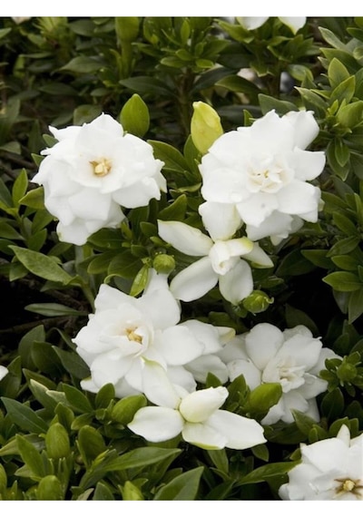 Kokulu Hediyelik 1 Adet Gardenya Çiçeği Saksılı 30-50cm Gardenia Flower