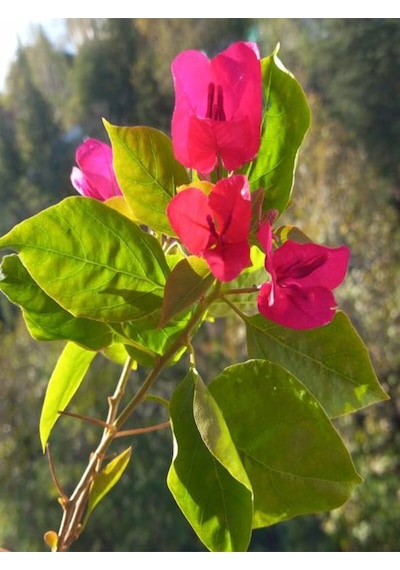 Videolu Çiçekli Bodur Begonvil 20 40 Cm 1 Adet Saksılı Çiçekli Bodur Bitki Bougainvillea