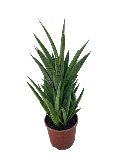 Sansevieria 'tough Lady' Paşa Kılıcı
