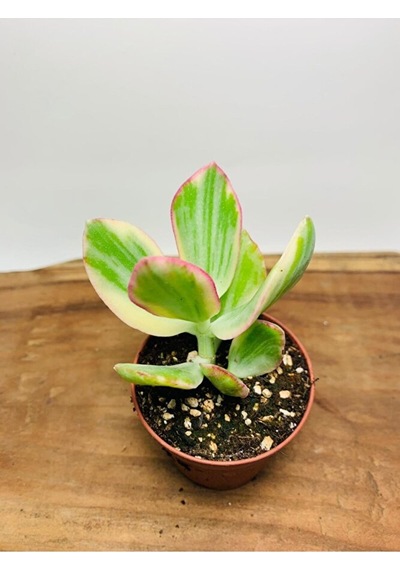 Crassula Ovata Variegata Iki Renkli Para Ağacı