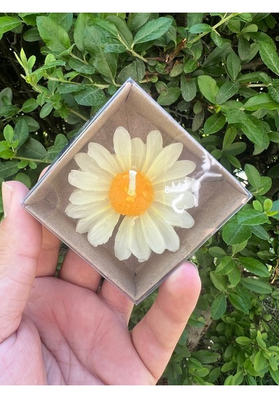 Bernami Mum Pinterest 15 Adet Kraft Kutulu Papatya Mum Hediyelik, Nişan, Düğün, Sünnet, Söz, Kına, Doğum Günü Diğer