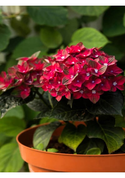 Videolu Kırmızı Ortanca Çiçeği 30 50 Cm 1 Adet Saksılı Çiçekli Bodur Bitki Hydrangea Macrophylla