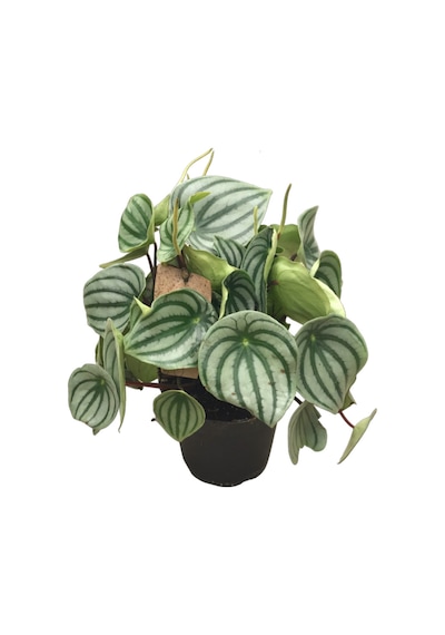 Peperomia Argyreia (Karpuz Çiçeği) Ø14 CM Y30-35 CM