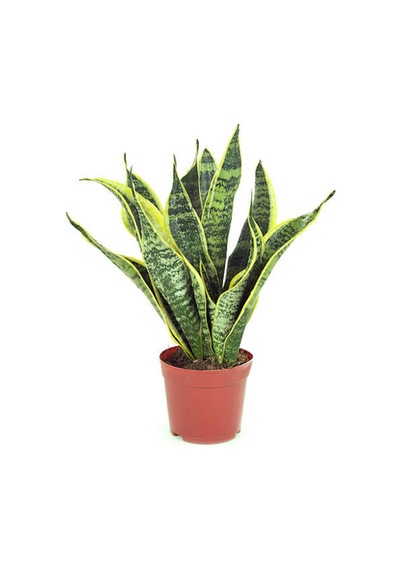 Paşa Kılıcı - Peygamber Kılıcı 1 Adet 20-30 Cm Saksılı Sansaveria Trifasciata İç/dış Mekan Bitkisi