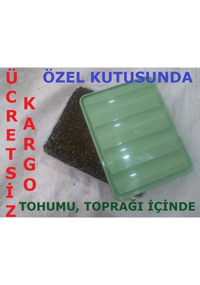Özel Kutusunda KüLür Mantarı Tohumu Ekili Deneme Hobi Kiti N111869