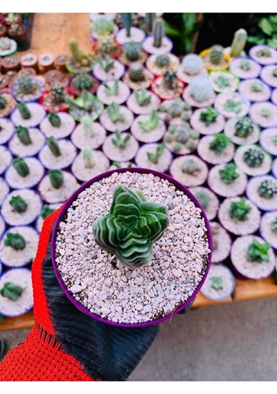 Crassula Buddha's Temple - Krasula Buda - Koleksiyonluk Tür