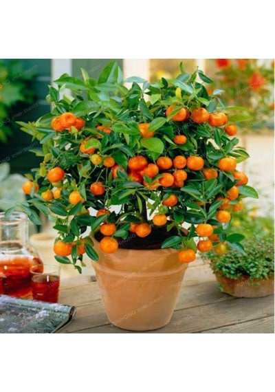 Bodur Bonsai Mandalina Ağacı Tohumu Mandalin Ağacı Tohumu 5 Adet Tohum